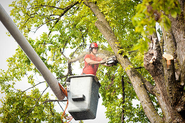 Best Tree Health Inspection  in Carbondale, IL